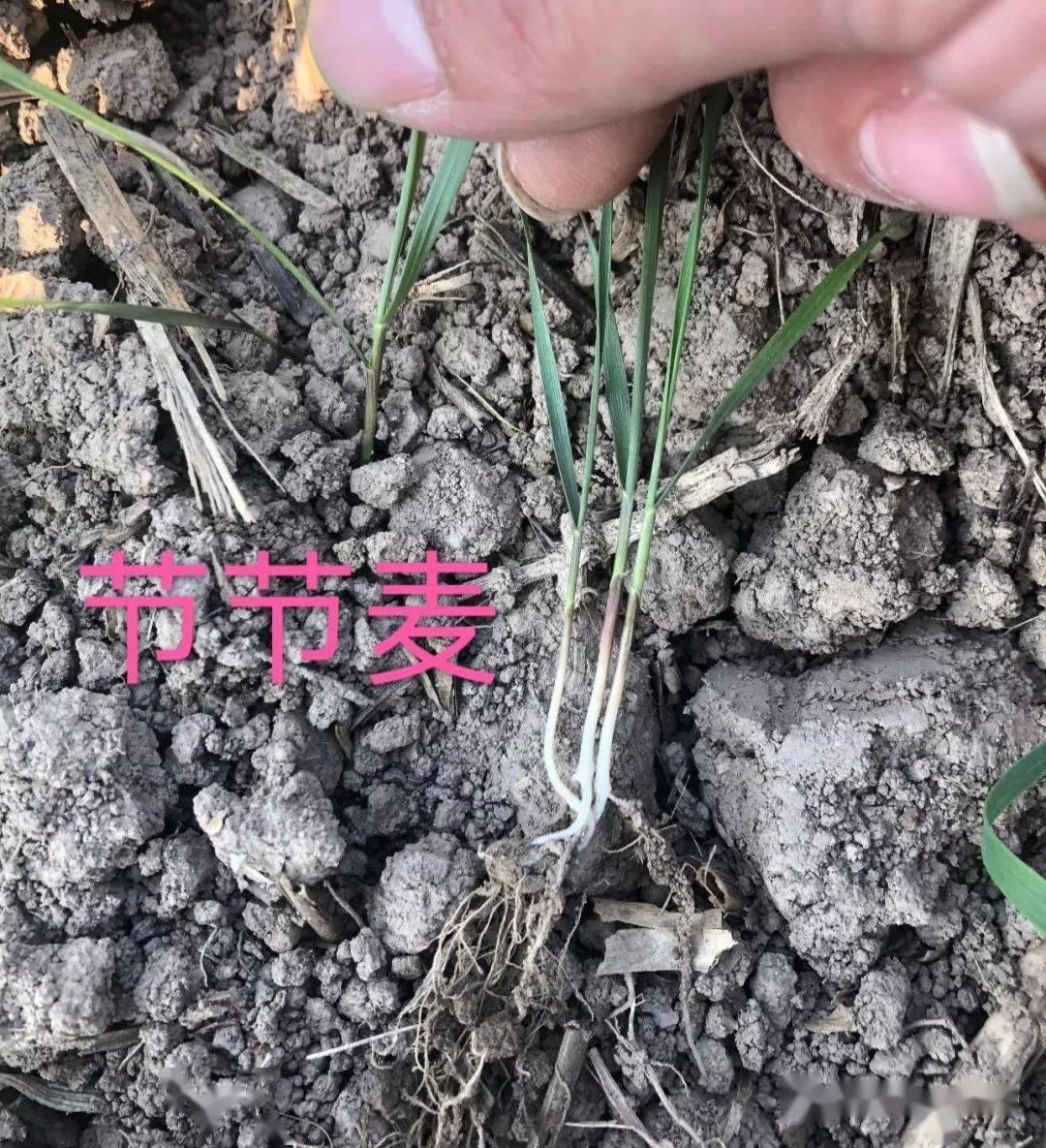 节节麦分蘖期↑节节麦2叶期↑幼苗暗绿色,基部淡紫红色;幼叶初出时卷