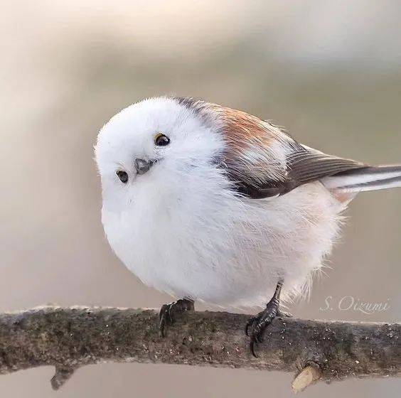 又到了欣赏小肥啾的季节太可爱了