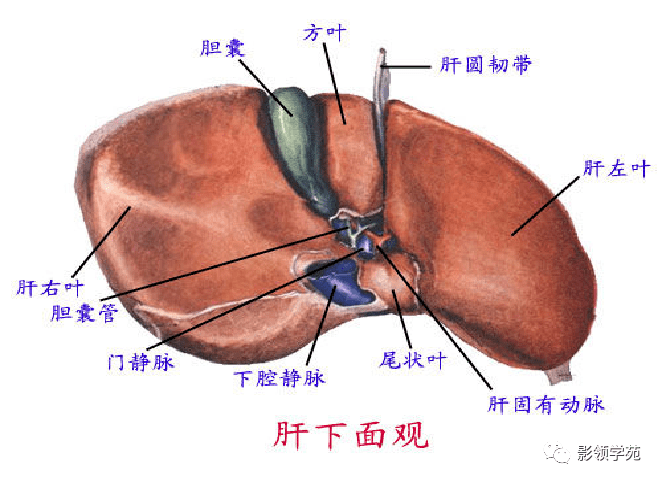 肝脏的表面解剖及分叶分段_搜狐网