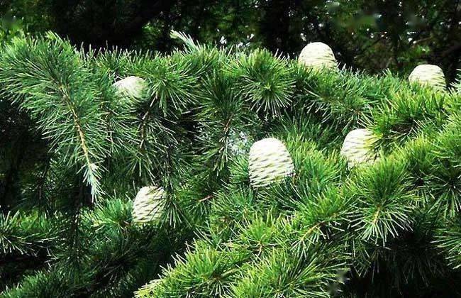 每日一油雪松精油cedarwood