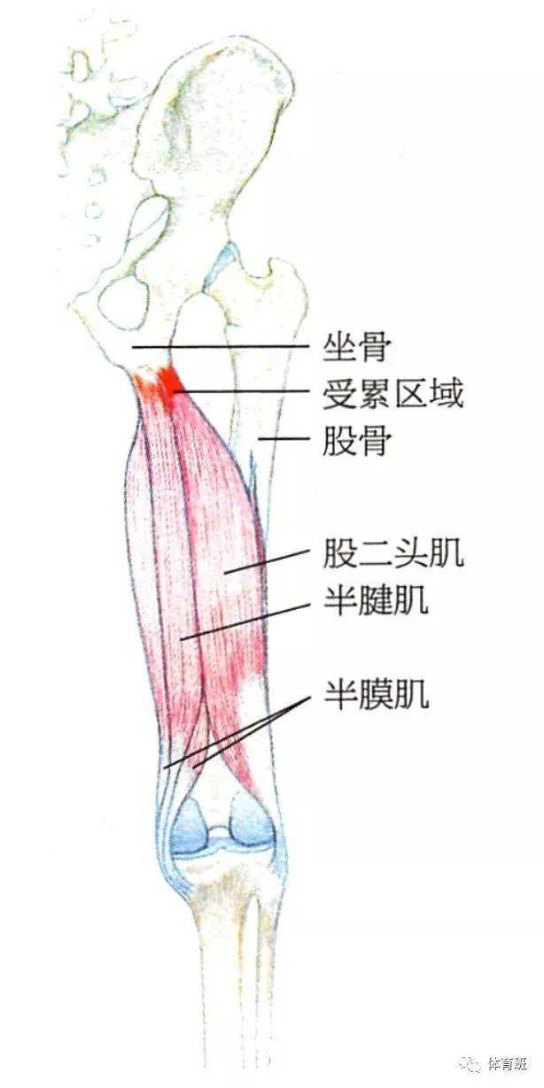 大腿后侧结构图图片