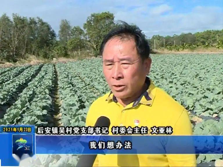 整合盘活多年撂荒地后安镇吴村打造菜篮子集体经济种植基地