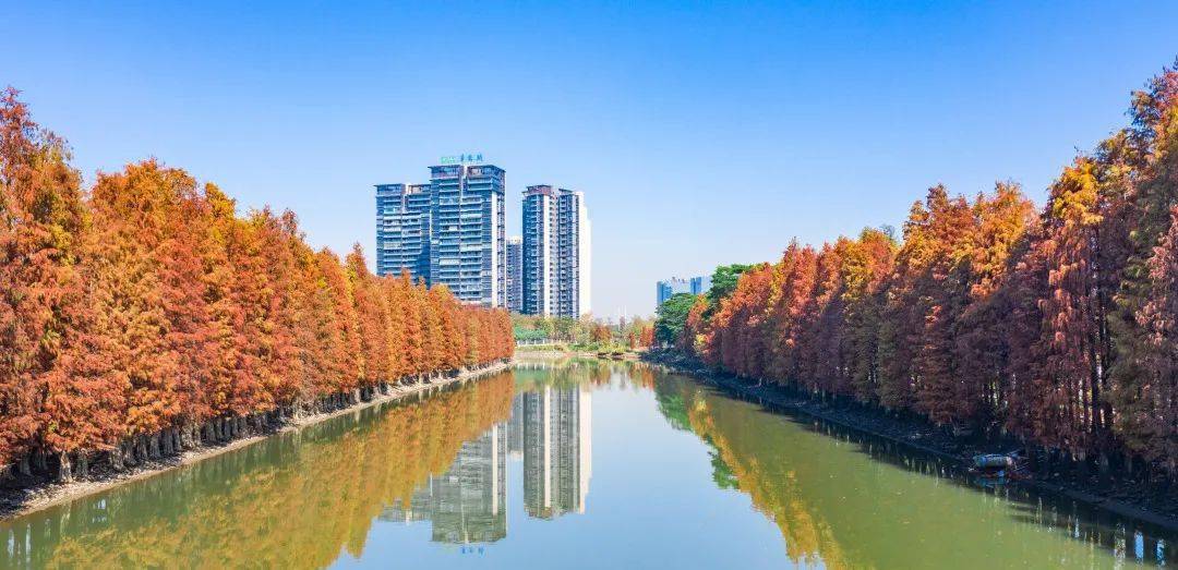 今天伦教这组图火了朋友圈都在看