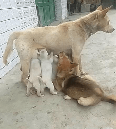 狗宝宝正在吃奶狗爸也不要脸的来蹭吃结果狗妈的表情让人笑喷了