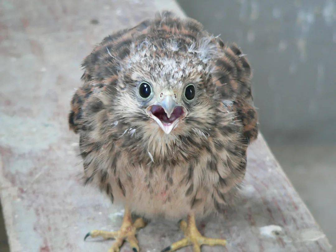 红隼幼鸟刺猬幼体救护数量top20物种中喜鹊,灰喜鹊,苍鹭,珠颈斑鸠