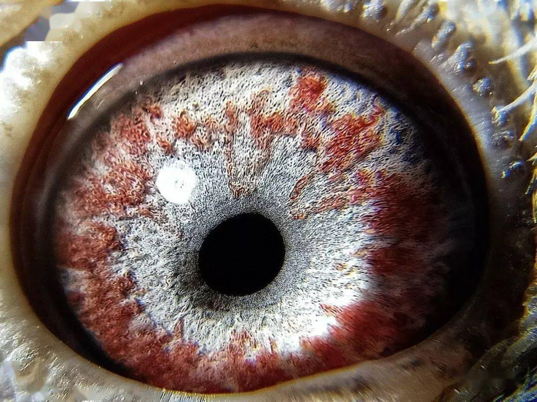 搜鸽图集 | 詹森系鸽眼赏析