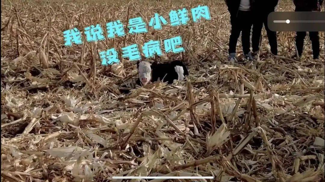 人均一头牛_牛头像