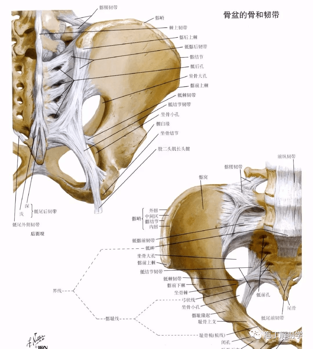 弓状线,耻骨梳,耻骨结节,耻骨联合上缘下口:尾骨尖,骶结节韧带,坐骨支