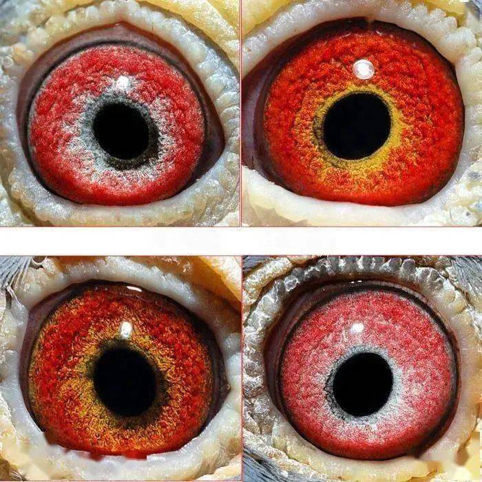 牢记"十一字" 真正认清优秀赛鸽鸽眼_信鸽