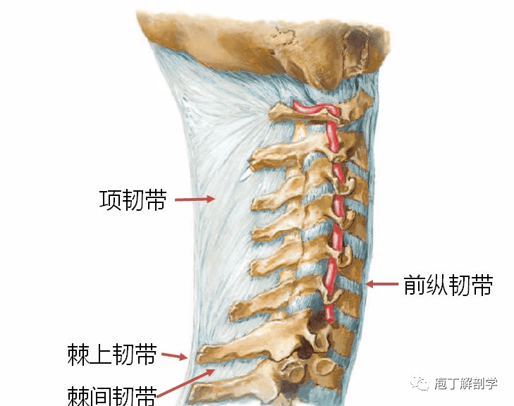 横突间韧带:相邻横突之间黄韧带:椎管内(后壁),相邻椎弓之间棘间韧带
