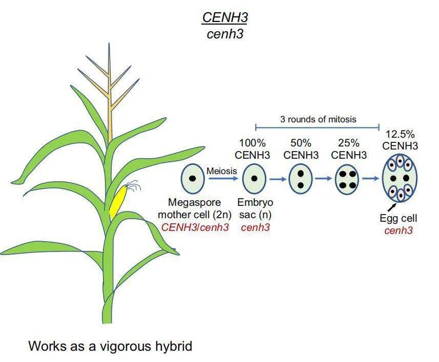 scienceadvances美国科学家在利用cenh3突变体进行玉米单倍体诱导取得