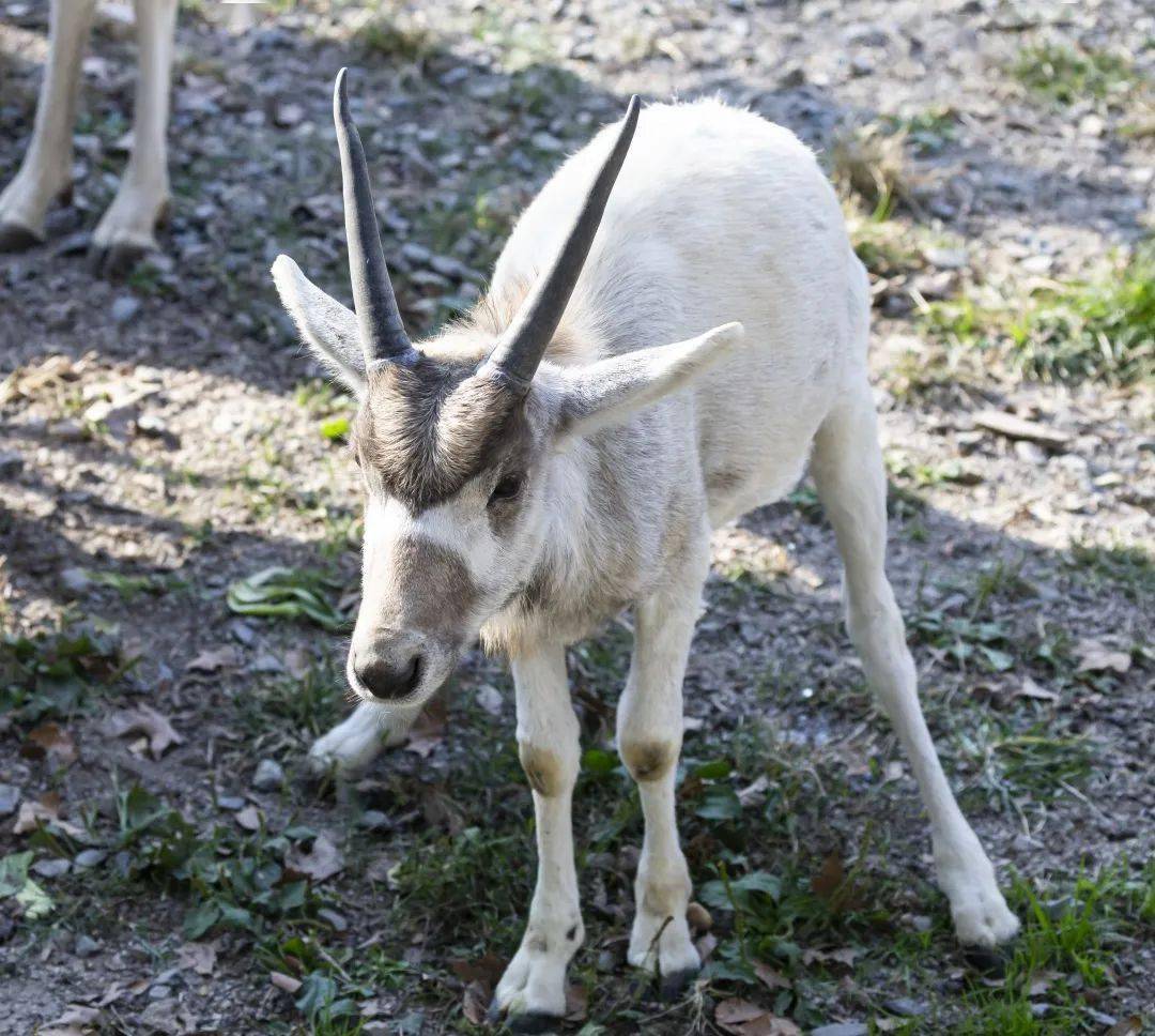 直到性成熟以后,才会变成又长又弯的名正言顺的"旋角羚":直着直着就弯