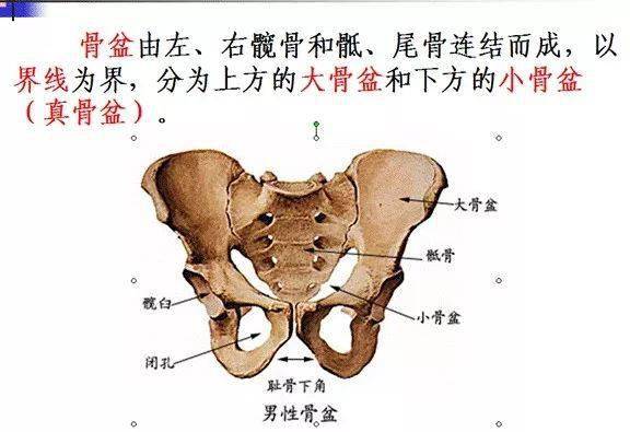 小骨盆上口和下口上口 为界线