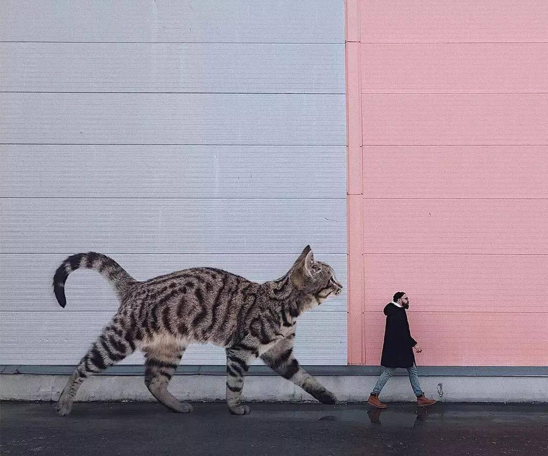 画可可爱爱的小猫咪 5eade437f57b42c9a62125418055f754.jpeg