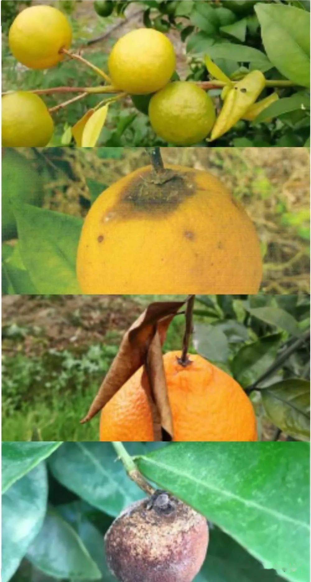 橘子炭疽病的照片图片