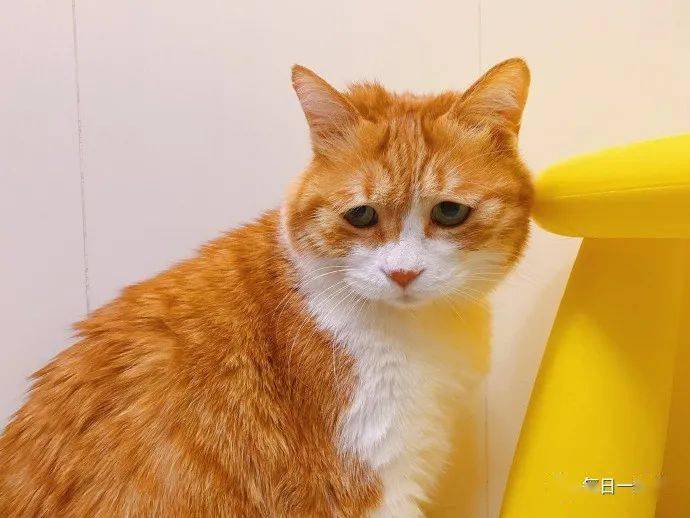 搞点黄色的划水更新~_黄猫