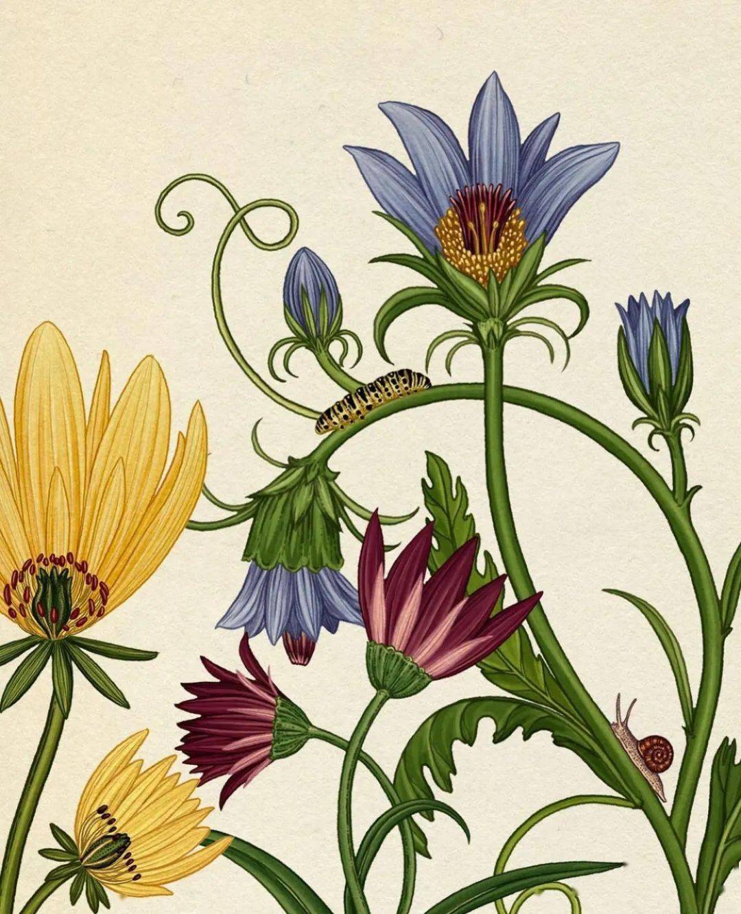 她被称为迷幻植物插画师爱马仕h&m争相请她网友这不是生物学插图