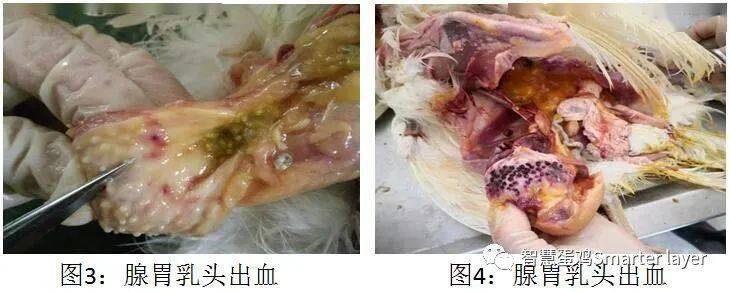 胰腺条状出血;腺胃乳头出血,肾肿,输卵管分泌物增加,以透明,白色,黄色