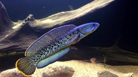 大型观赏鱼梦幻品种巴卡雷龙