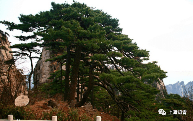 寿比南山不老松竟真实存在见者增福长寿