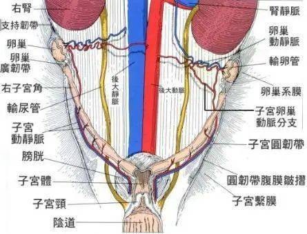 女性專屬福音只需兩個小孔就可以完成的絕育手術