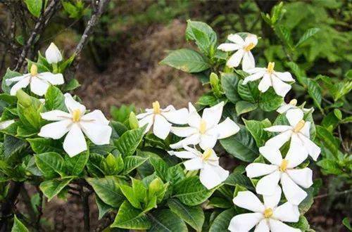 梔子花花期什麼時候,梔子花花期怎麼養護(圖)!