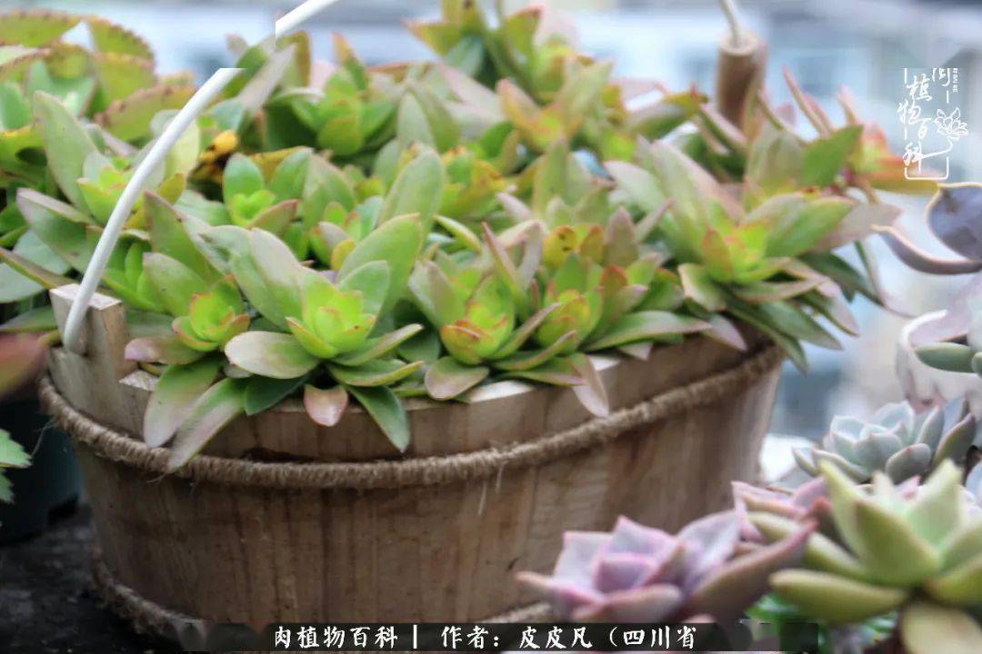 多肉 猫猫和你 像冬日暖阳 把金色的光辉洒在了我的周围 繁殖