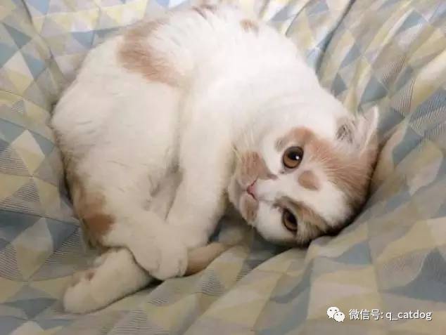 網友走進房間准備要睡覺時，貓咪的行為讓他哭笑不得… 萌趣萌寵 第3张
