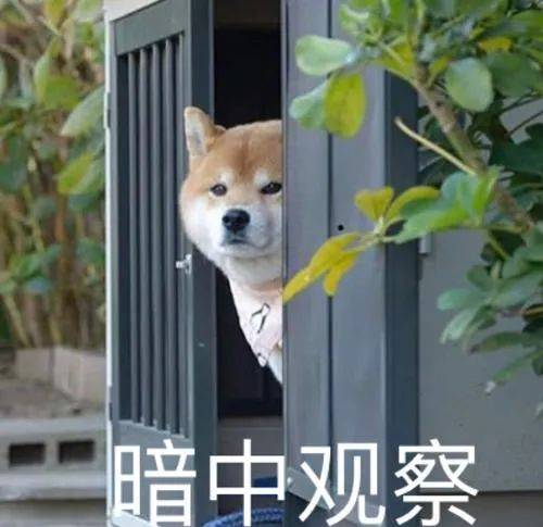 如何一句話證明你養了狗？ 萌趣萌寵 第8张