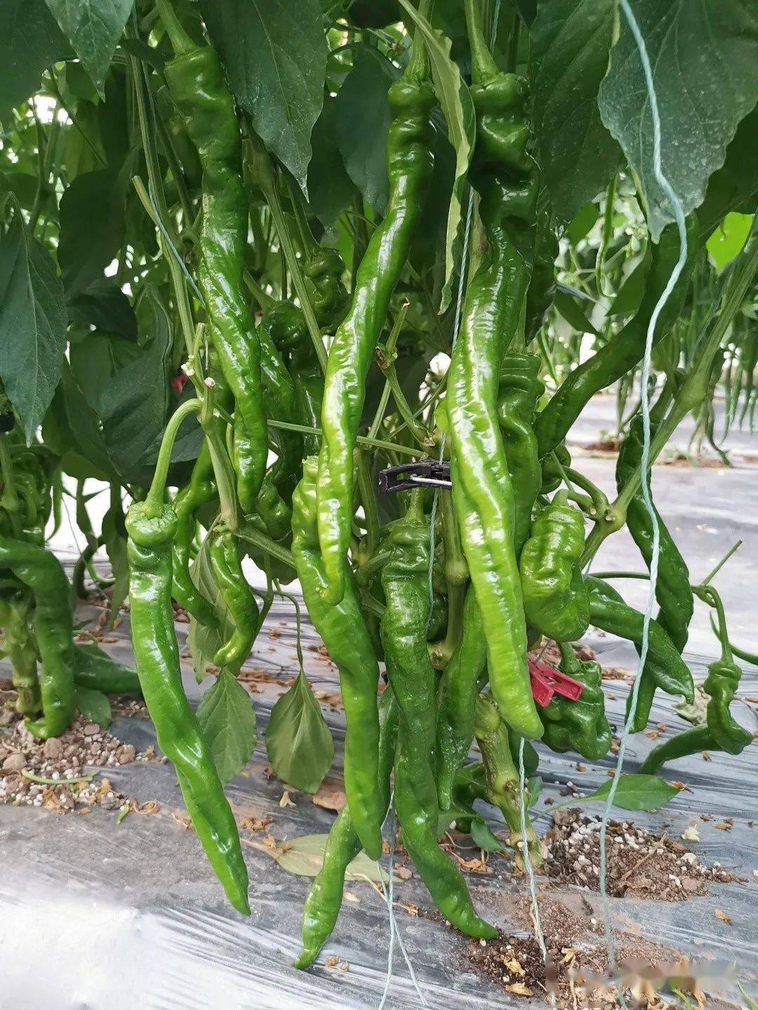 鼎优保护地辣椒栽培技术(树椒)