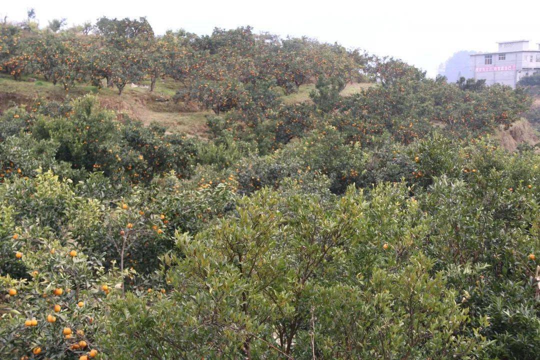 新景镇"边山农场"万亩柑橘等你来摘