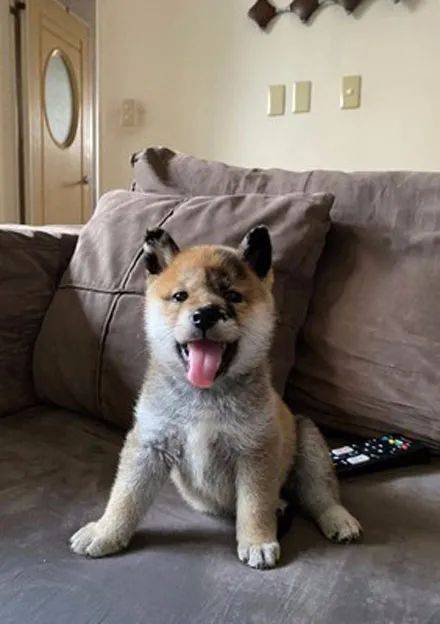 狗子出门总被问那么脏为啥不洗,主人无奈说出真相:它是天生的!