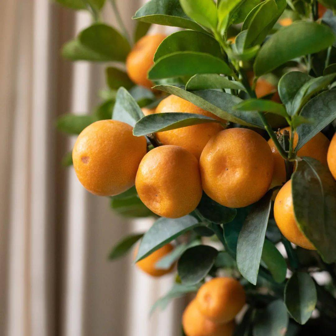 止渴的作用可以腌制成咸金桔金桔还有药用价值哦赚得盆满钵满财运亨通