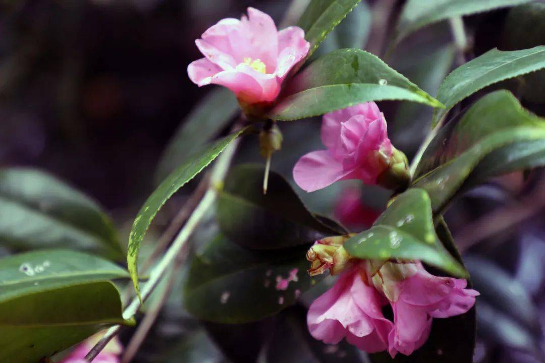 省森林植物园梅花,茶花展开幕了!