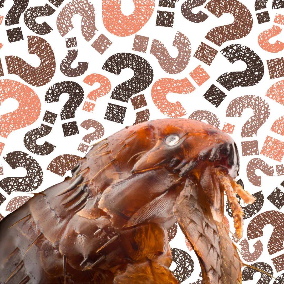 吸血跳蚤的祖先 竟然是ta 研究