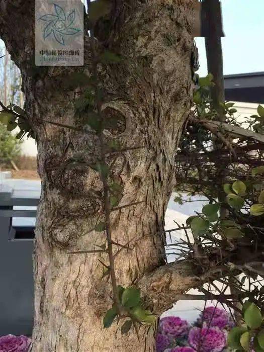 我县某知名企业董事长当选南通市柞榛保护协会会长