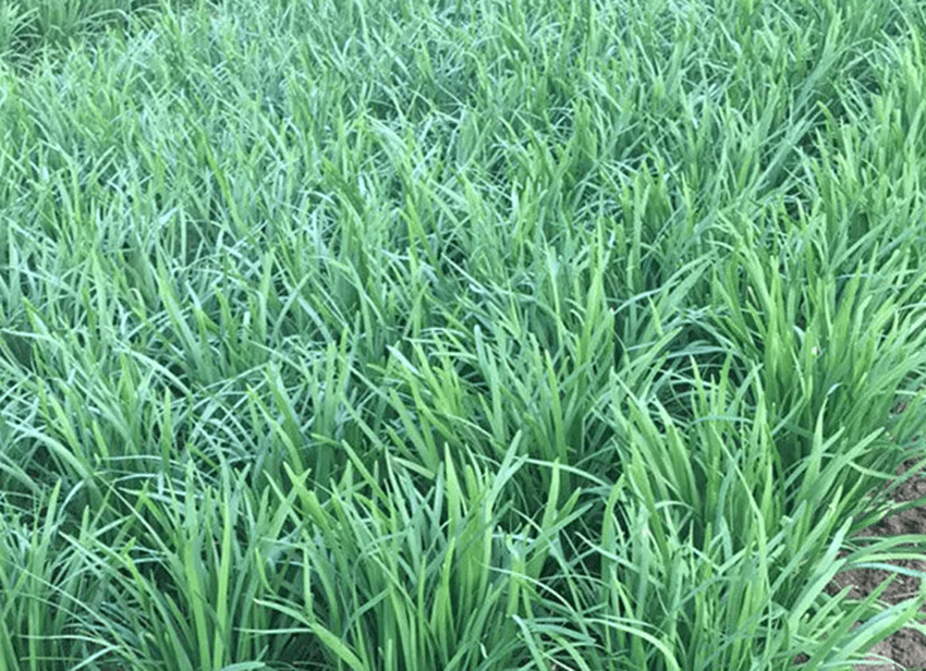 你见过一亩地产量4万斤的韭菜吗很多菜农在种植先了解下