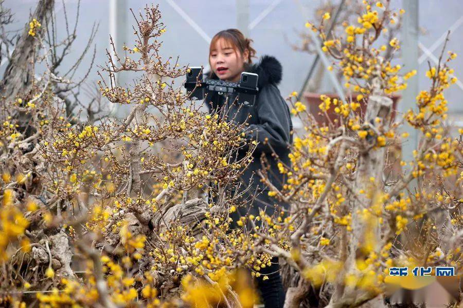 看许昌鄢陵蜡梅竞相开花香迎春来