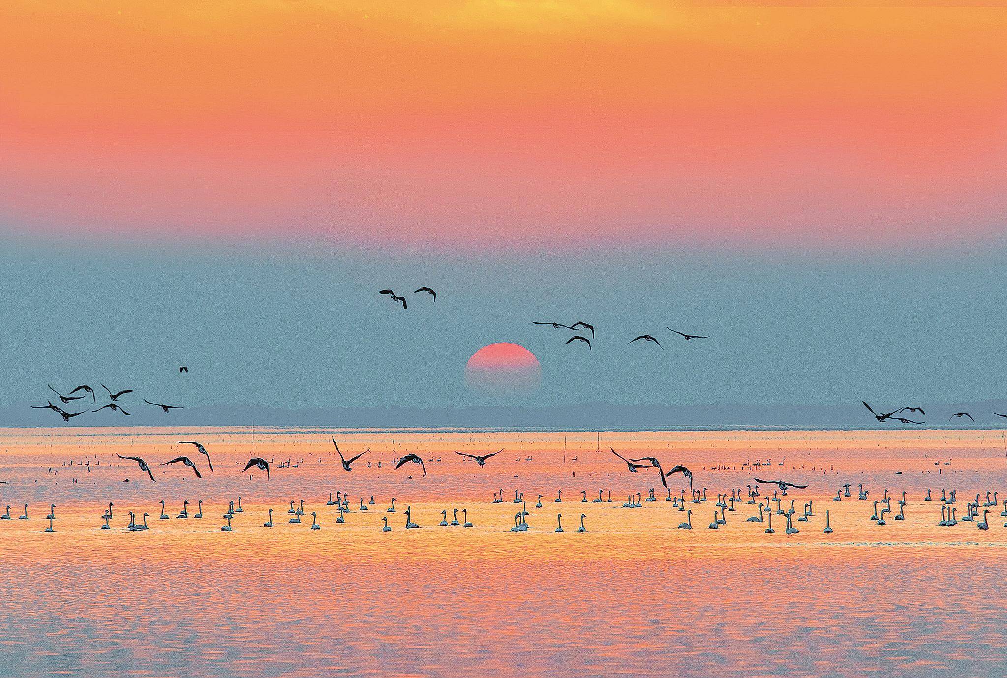 赤壁市黄盖湖：夕阳下候鸟栖息觅食