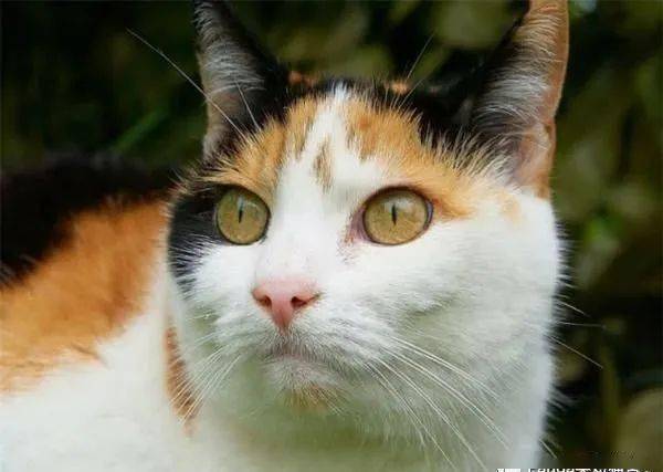 三花猫，它是来自上天给宠主的宝藏福利_搜狐网