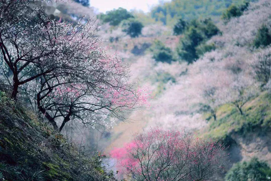 浙江·安吉梅花沟,十里梅花香雪海,欲赏梅花将此时