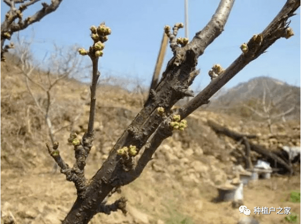 树是怎么培育出来的 c9b261727b524e82bfe590ac91fd8a9b.png