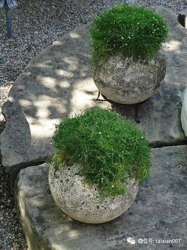 这样会开花的苔藓你喜欢吗