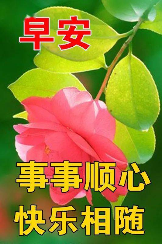 1月26日最漂亮早上好动态表情图片大全早晨好动图美图大全