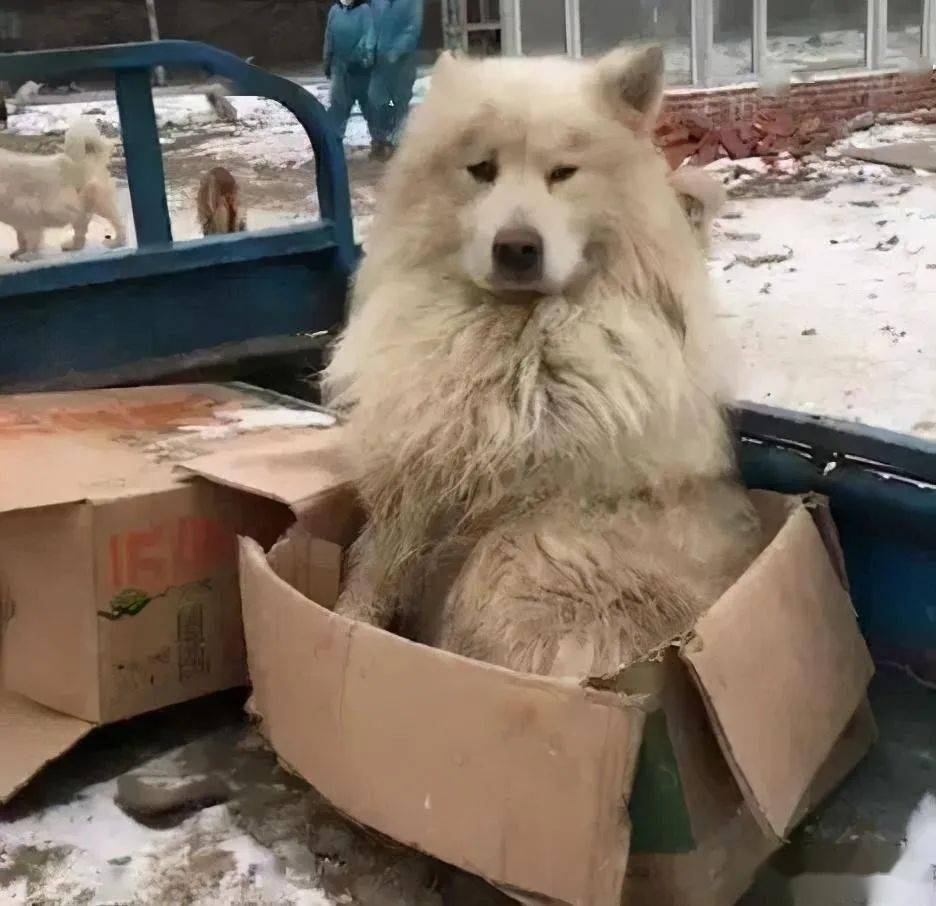 流浪的萨摩耶蹲在纸箱里取暖望向网友求求你别赶我下车