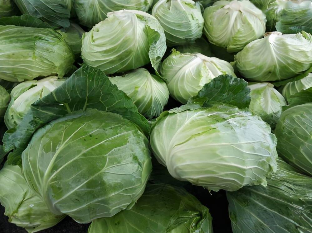 买包菜时,挑"蓬松的"还是"紧实的"?记住3个字,保准不买错_口感