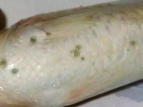 鱼身上的寄生虫 白色图片