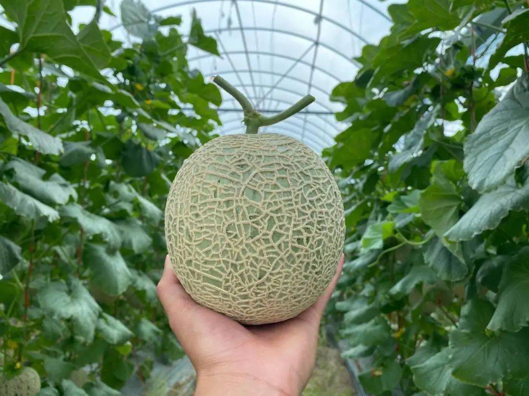 口口如蜜359元秒杀海南玫珑瓜45斤23个装冰淇淋般的甜蜜