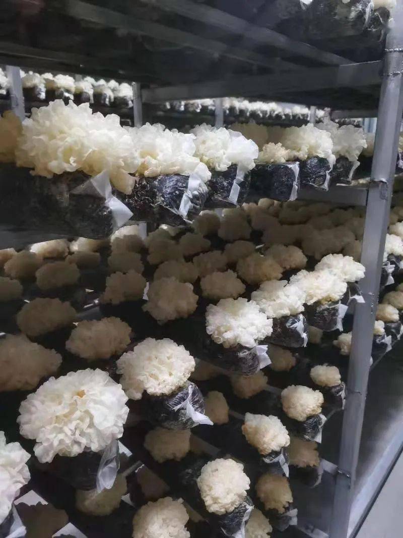 大槐树村银耳种植项目位于大槐树村原村委会东侧,占地约7亩,总投资近