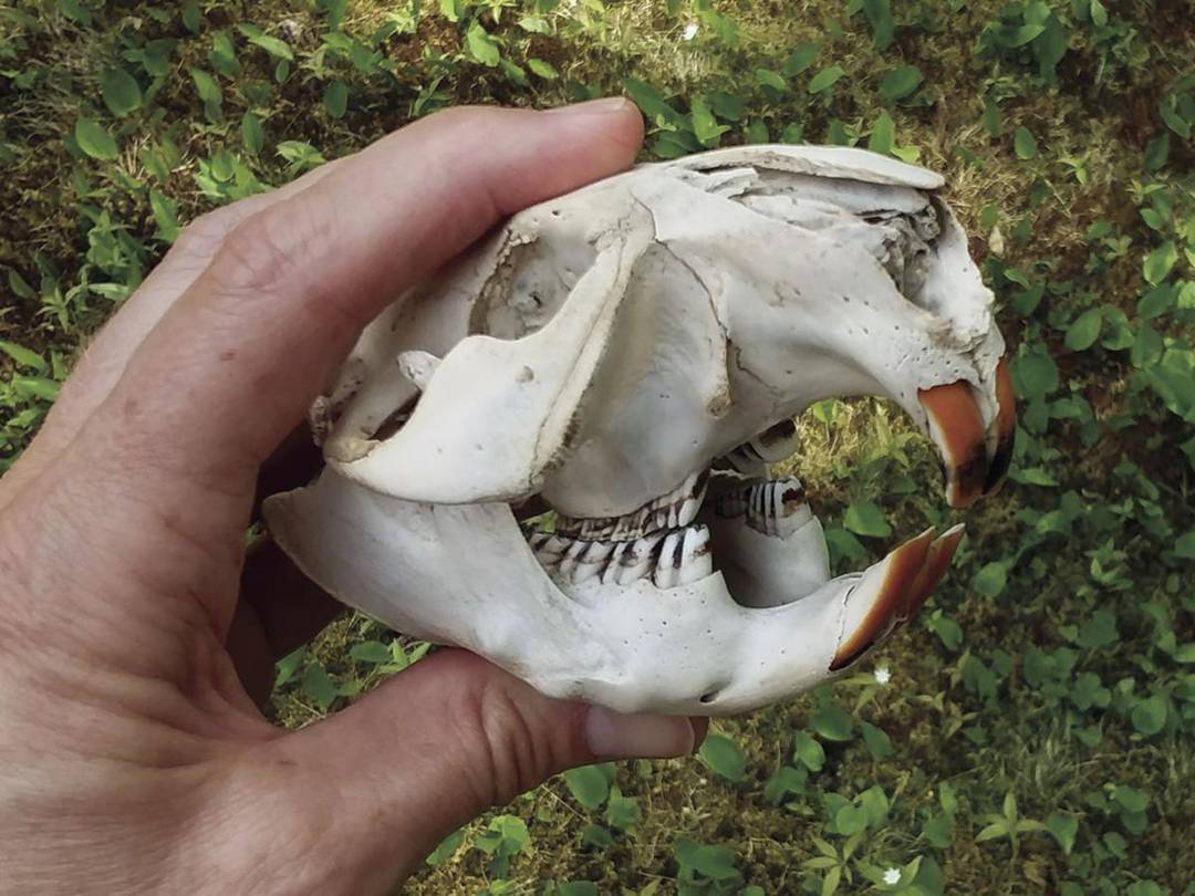 河狸的铁牙齿可以在几分钟内放倒直径约13厘米的大树